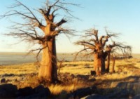 Khubu Island, Botswana